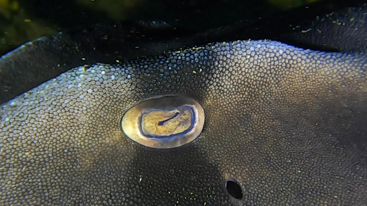 Macromate Mini and GoPro Hero 8 underwater shots