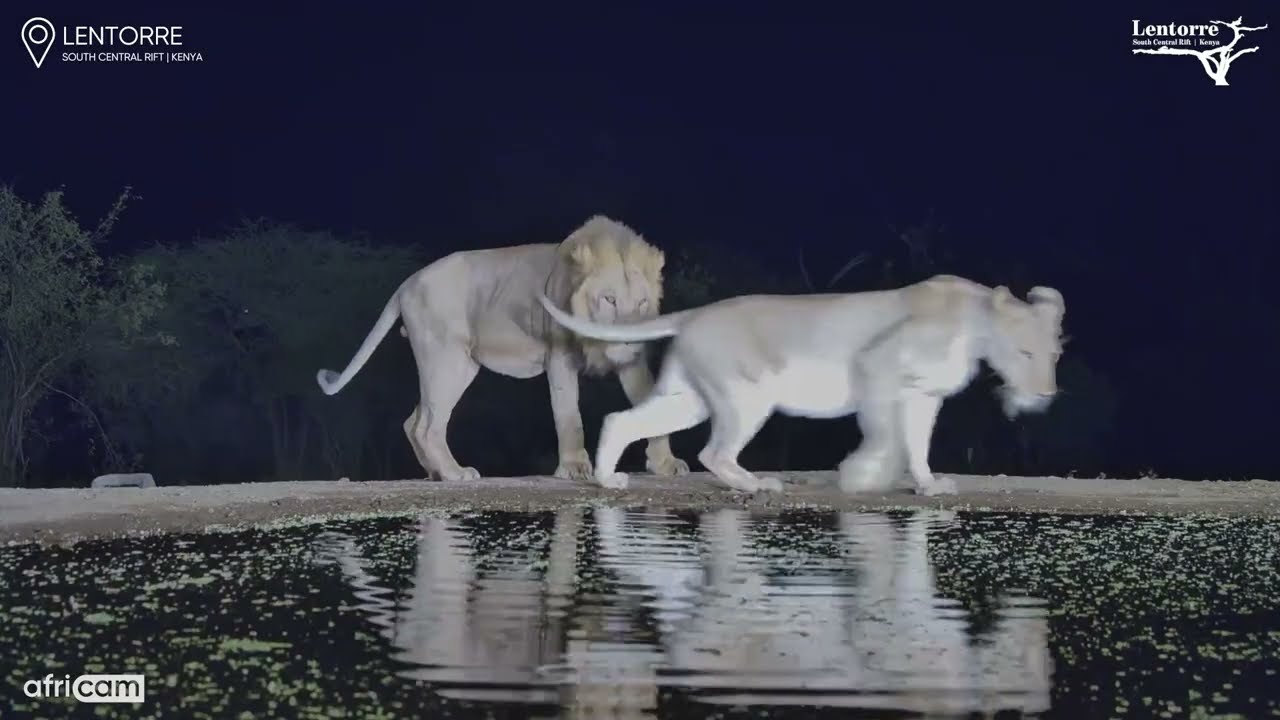 When a Male Lion Won’t Take the Hint