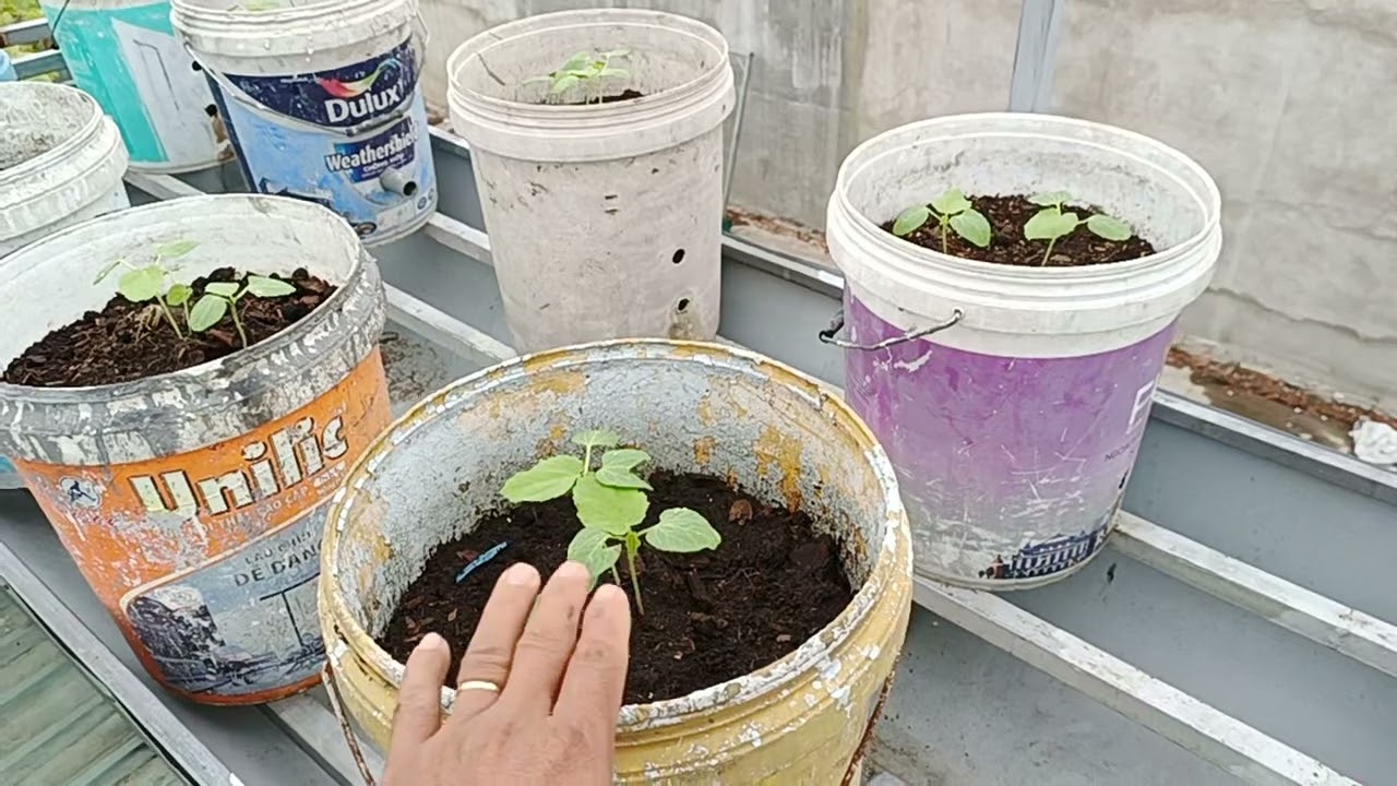 Trồng cà bắp, đậu đũa trên mái nhà ....chuẩn bị đón Tết