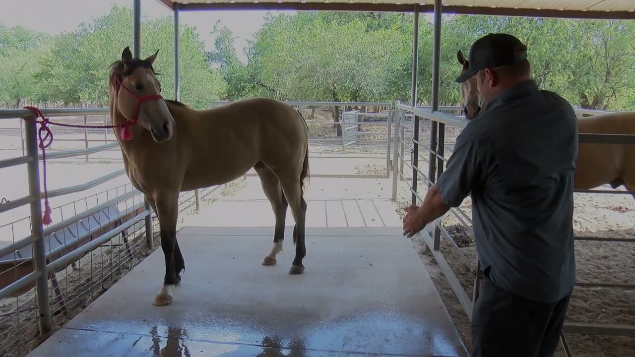 Proper care for horses during extreme heat