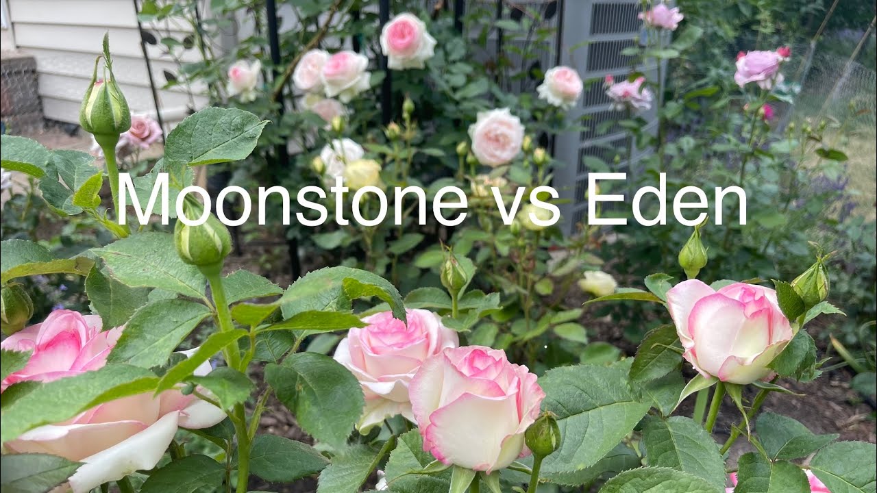 Moonstone vs Eden ｜月光石与龙沙宝石比美｜哪个更美请留言