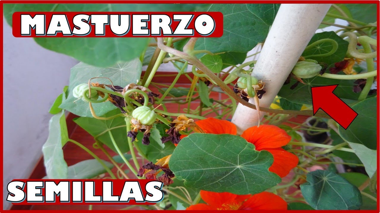 COMO OBTENER SEMILLAS DE MASTUERZO O CAPUCHINA DE FORMA CASERA