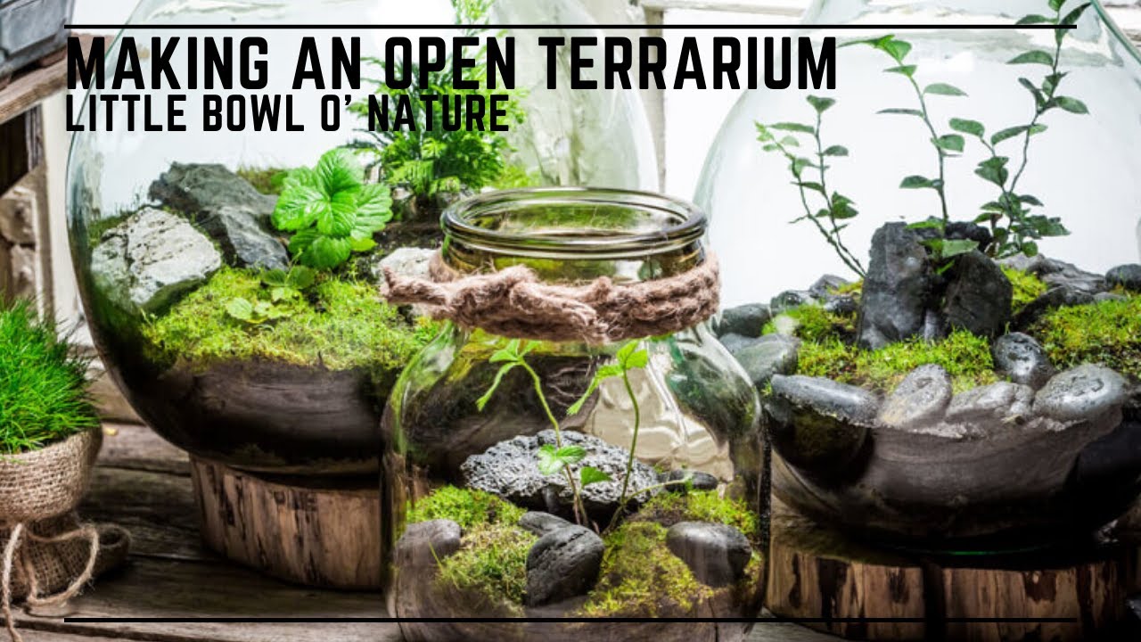 Open Terrarium Build - Bowl o' Nature