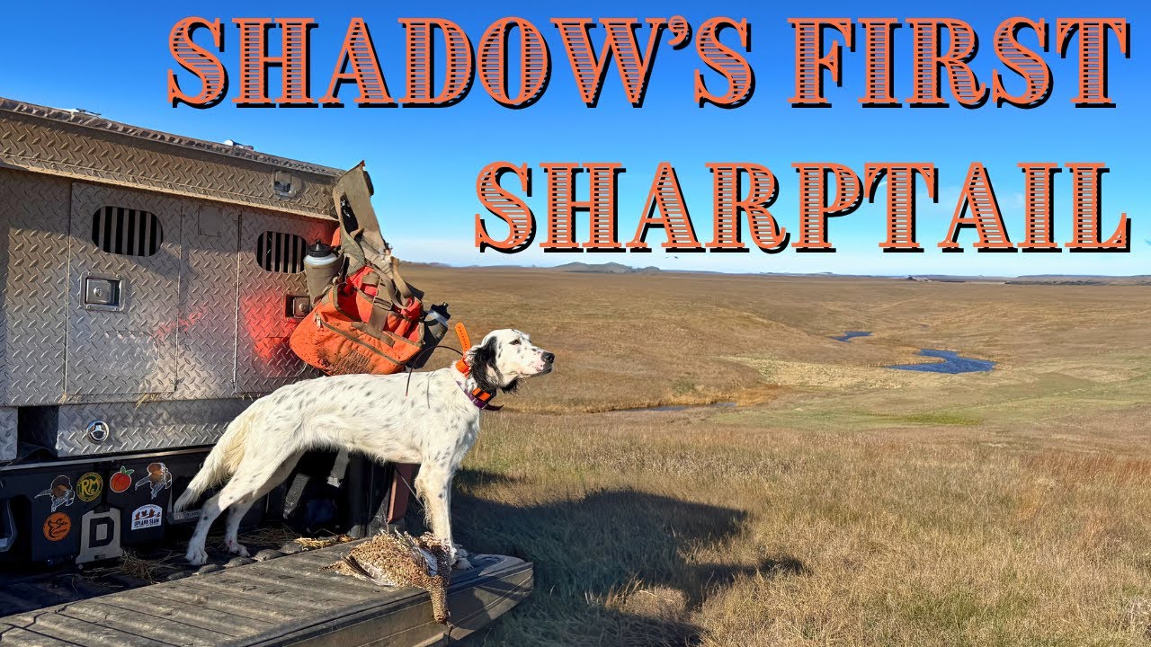 10-Month-Old Bird Dog's First Successful Upland Hunt
