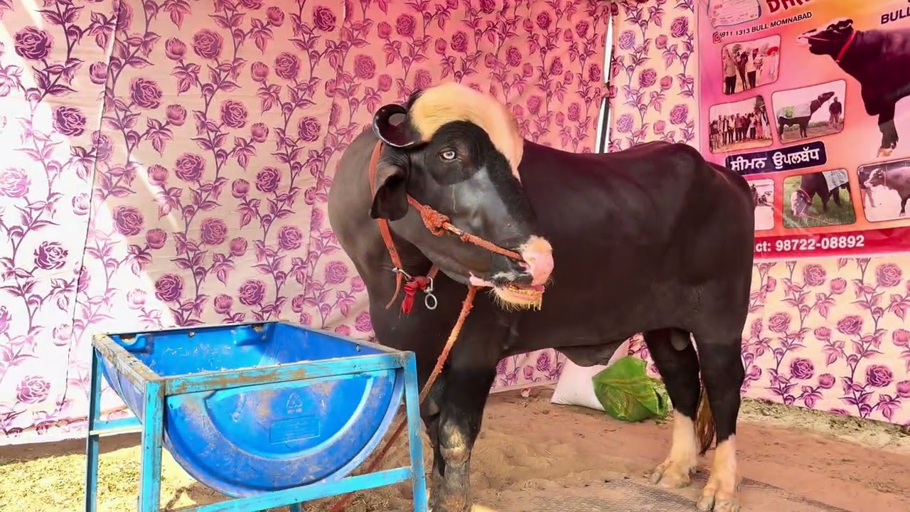 Jangiana mela te 5911 bull 🦬💎⚜️❤️‍🔥