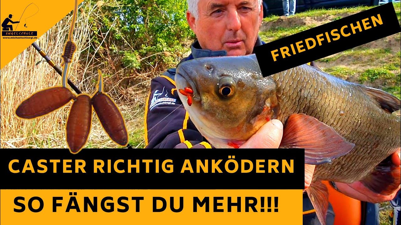 SO ködere ich meine CASTER (verpuppte Maden) an - MEINE Lieblingsvarianten