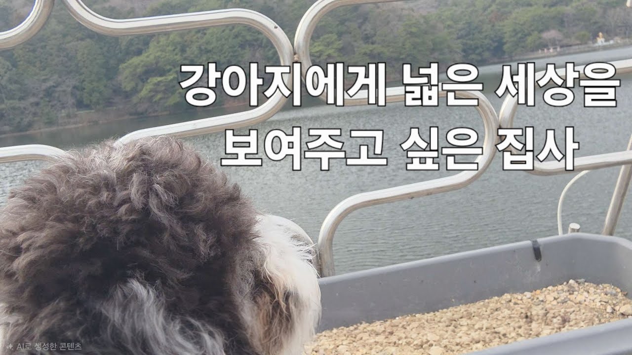 입양한 강아지에게 넓은 세상을 보여주고 싶은 집사 #푸들 #강아지 
