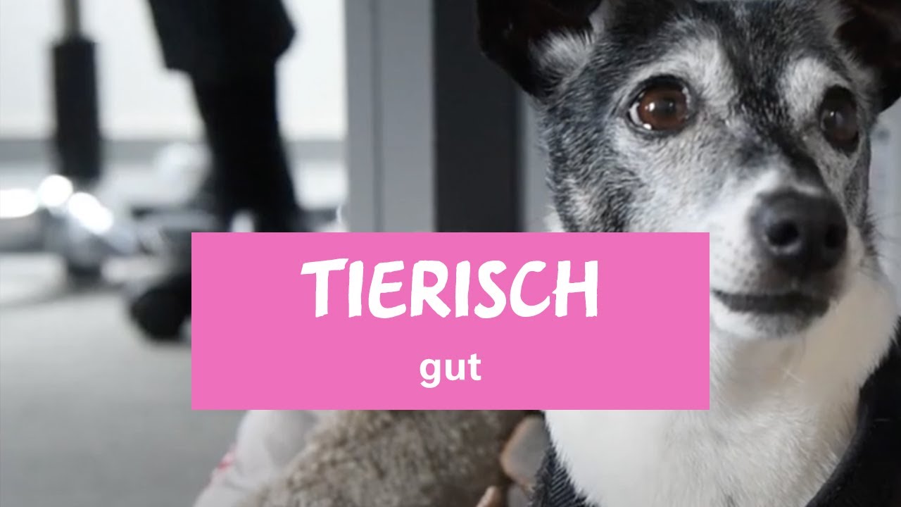 Bürohunde im Nestlé Haus in Frankfurt | Dank der Initiative Pets@Work