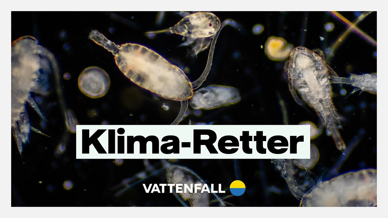 Kann Plankton mehr CO2 aufnehmen als gedacht?