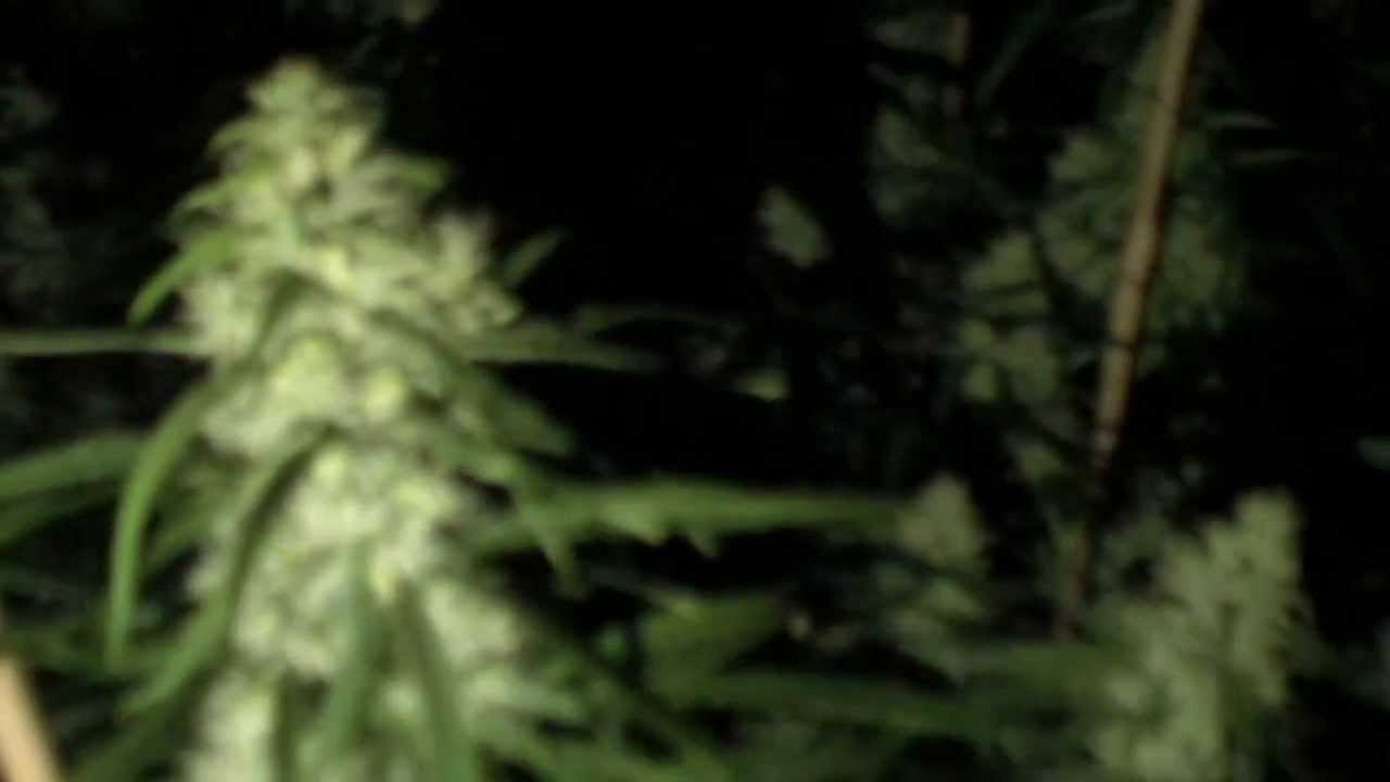 Growing Marijuana Super Silver Haze - week 7 flowering