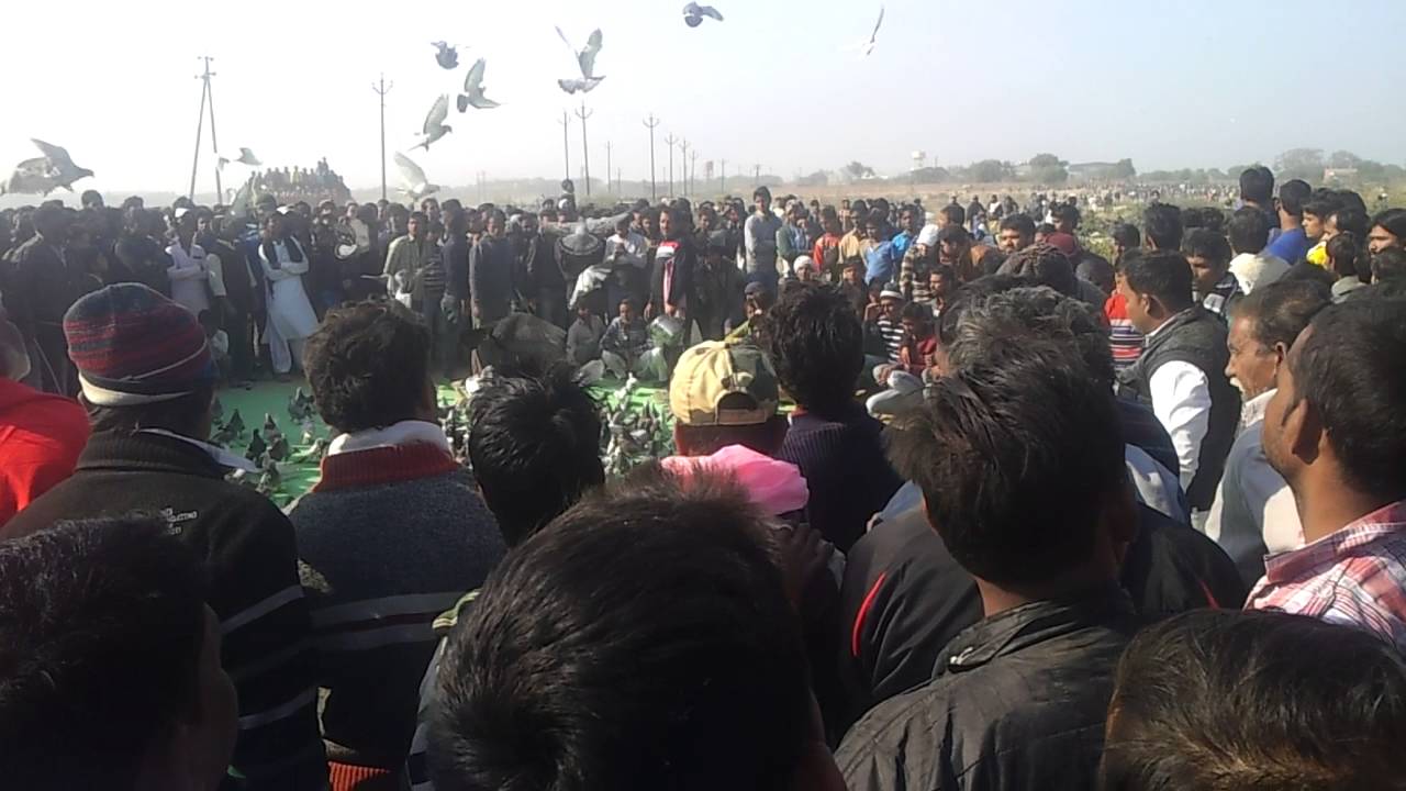 Kul-Kul Pigeons Fest Agra 2015