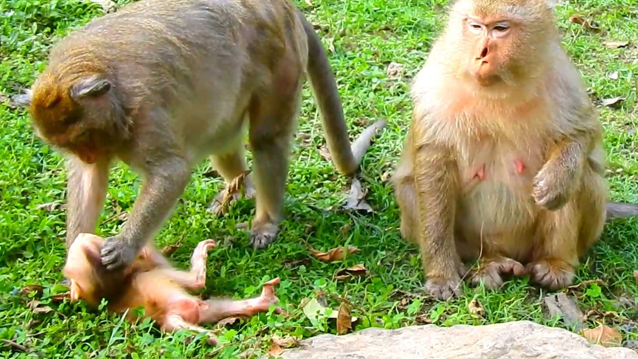 Lovely cute baby, Loni Gently Guides Boris During a Playful Learning Moment