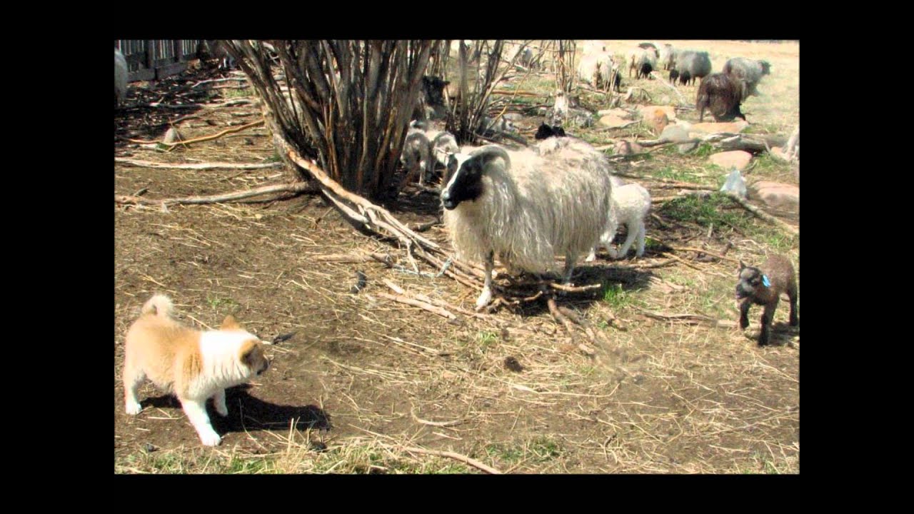 Icelandic Sheepdogs at Work