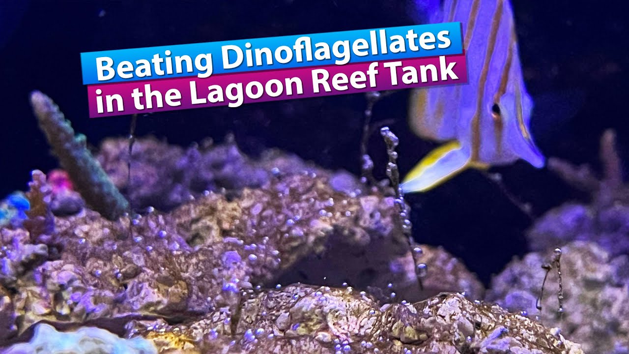 Beating Dino - Ostreopsis Dinoflagellates in the Saltwater Lagoon Reef Tank