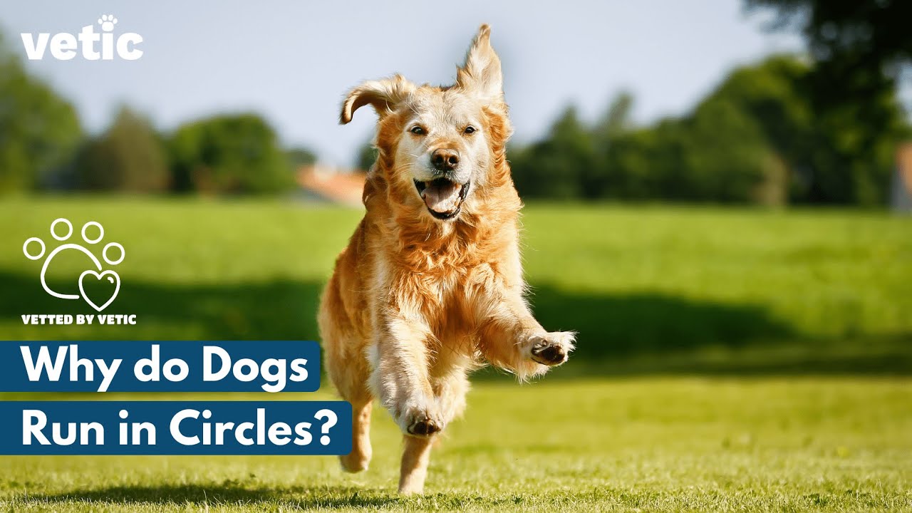 Why do dogs run in circles? What are zoomies?