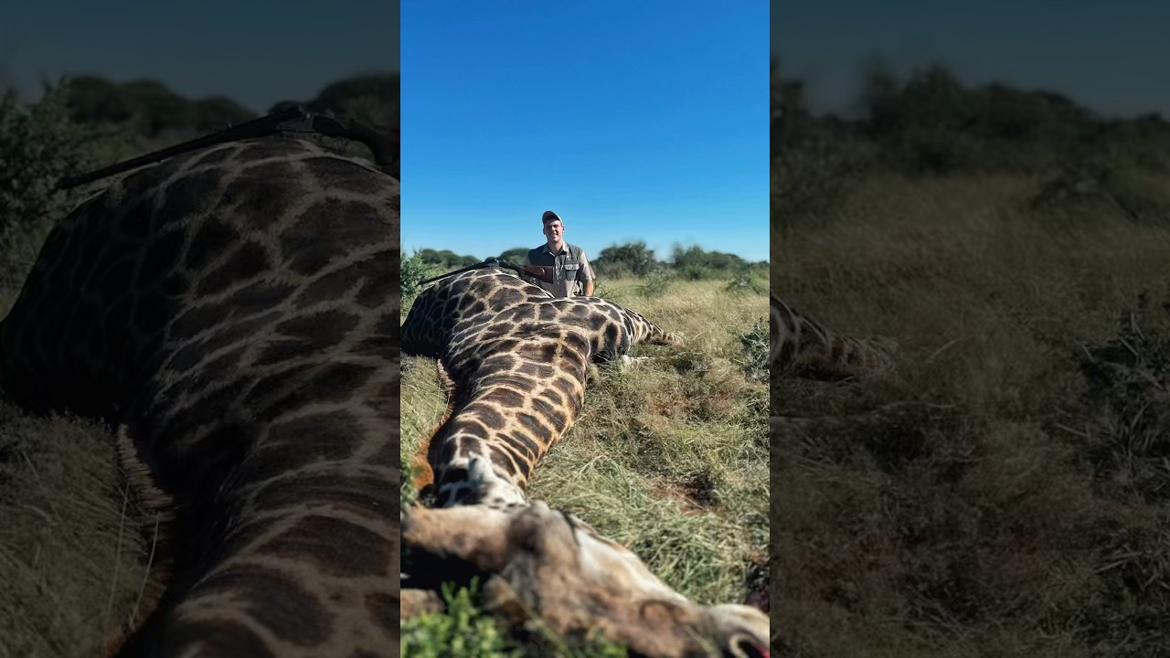 Hunting a giraffe with a .500 Nitro Express! #hunting #cheetahsafaris