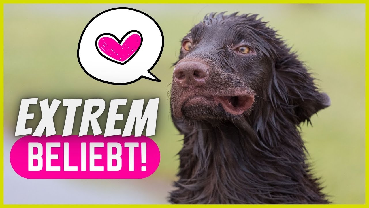 17 Dinge, die dein Hund abgöttisch liebt...