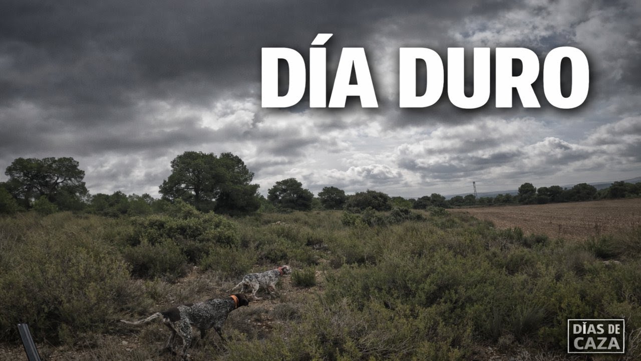 Caza de Perdiz Salvaje con Perro de Muestra