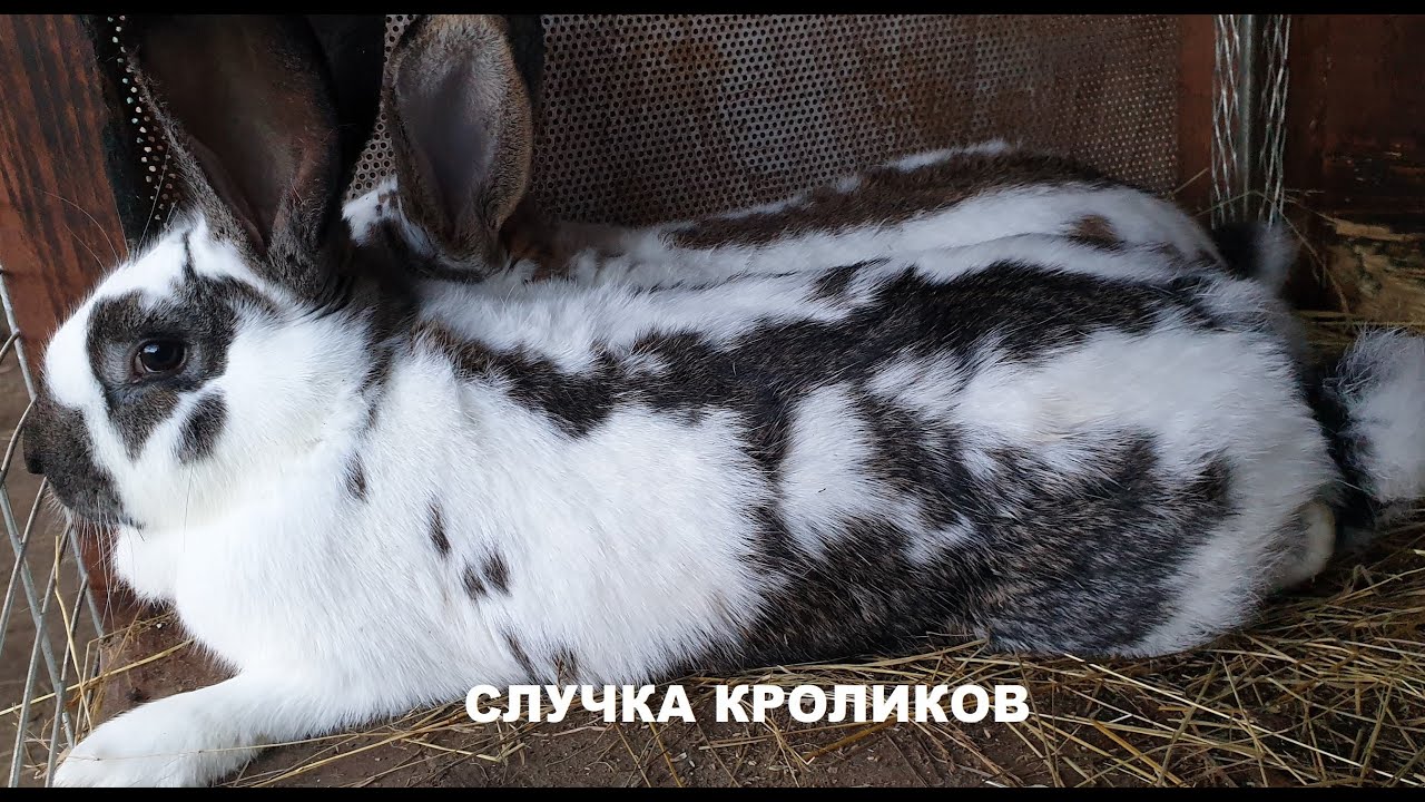 СЛУЧКА КРОЛИКОВ🐰🐇 СОДЕРЖАНИЕ 🐰РАЗМНОЖЕНИЕ🐇🐰🐇🐰