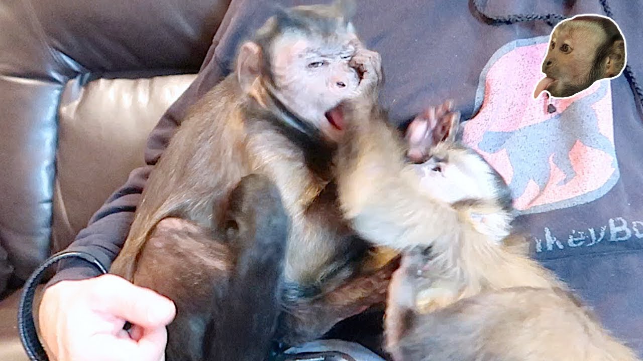 CUTE Monkey Brothers Playing!
