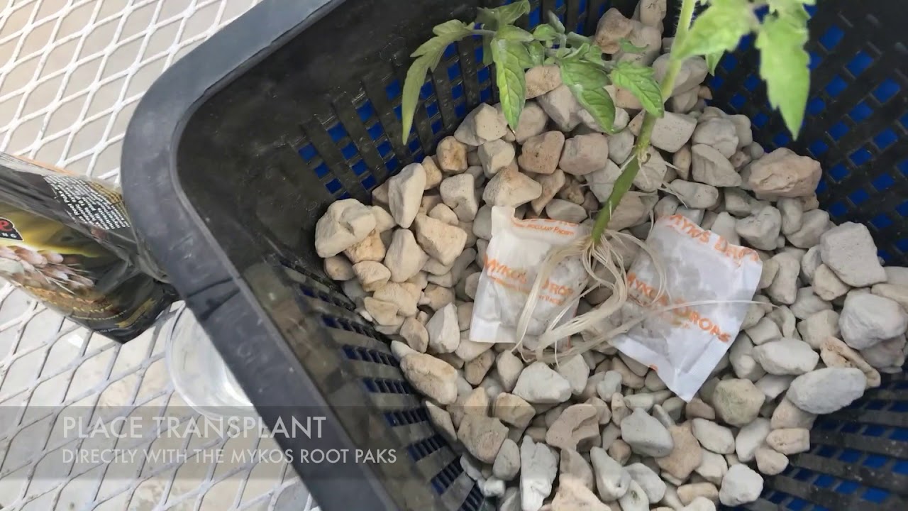 XG Mykos Root Paks