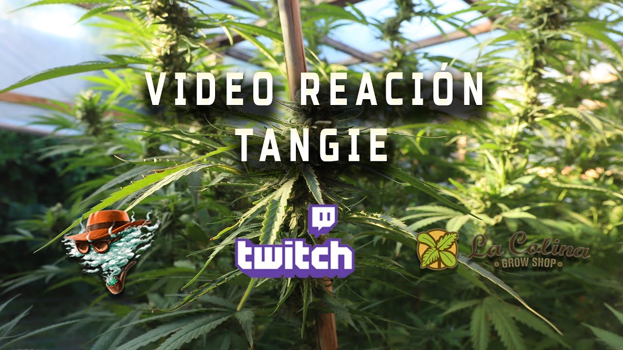 REACCI&Oacute;N A TANGIE x Detective Cannabico