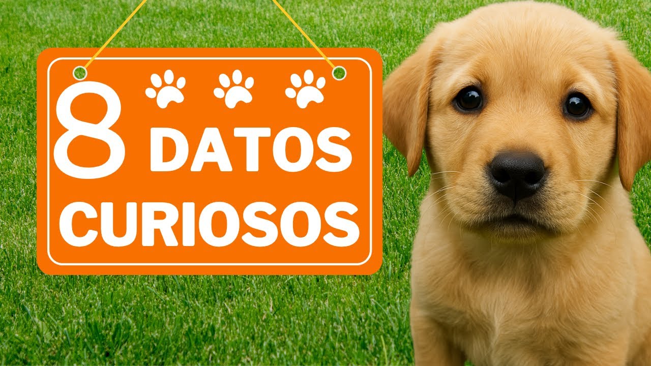 👉👉8️⃣ cOsAs qUe nO ✘ sAbIas SoBrE lOs PERROS🐕‍🦺🐩 y tE DeJarAn ALUCINADO😱