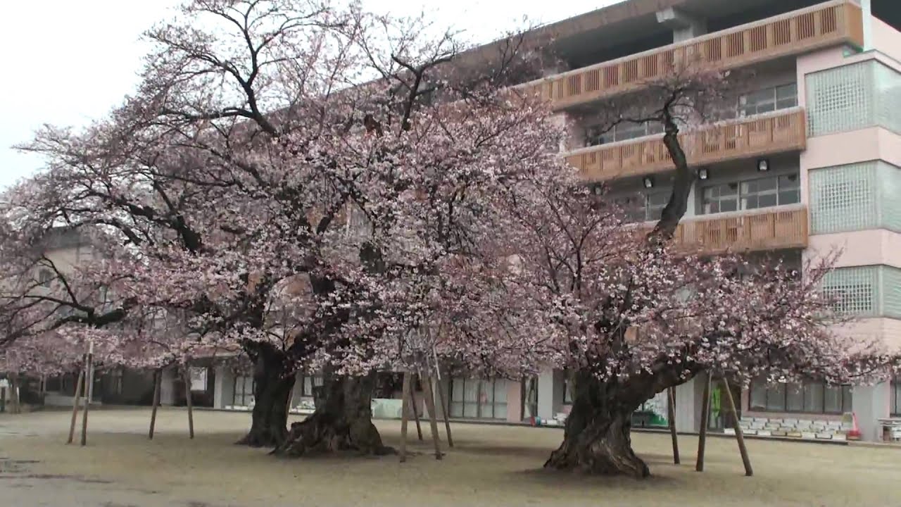 土浦市　真鍋小学校さくら