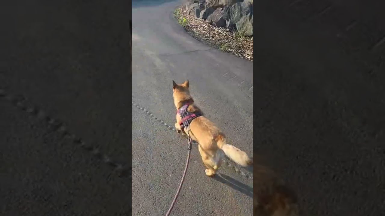 26.4.16 제주편 진돗개와 아침산책