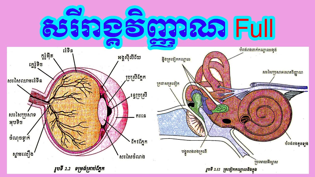 ជីវវិទ្យាទី12 : សរីរាង្គវិញ្ញាណ - មេរៀនជីវវិទ្យាថ្នាក់ទី12 (Khmer biology grade 12) - Online study