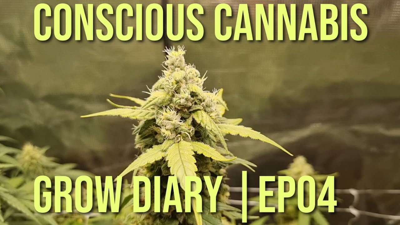 Royal Creamatic Auto | Grow Diary | Week 9 | EP04