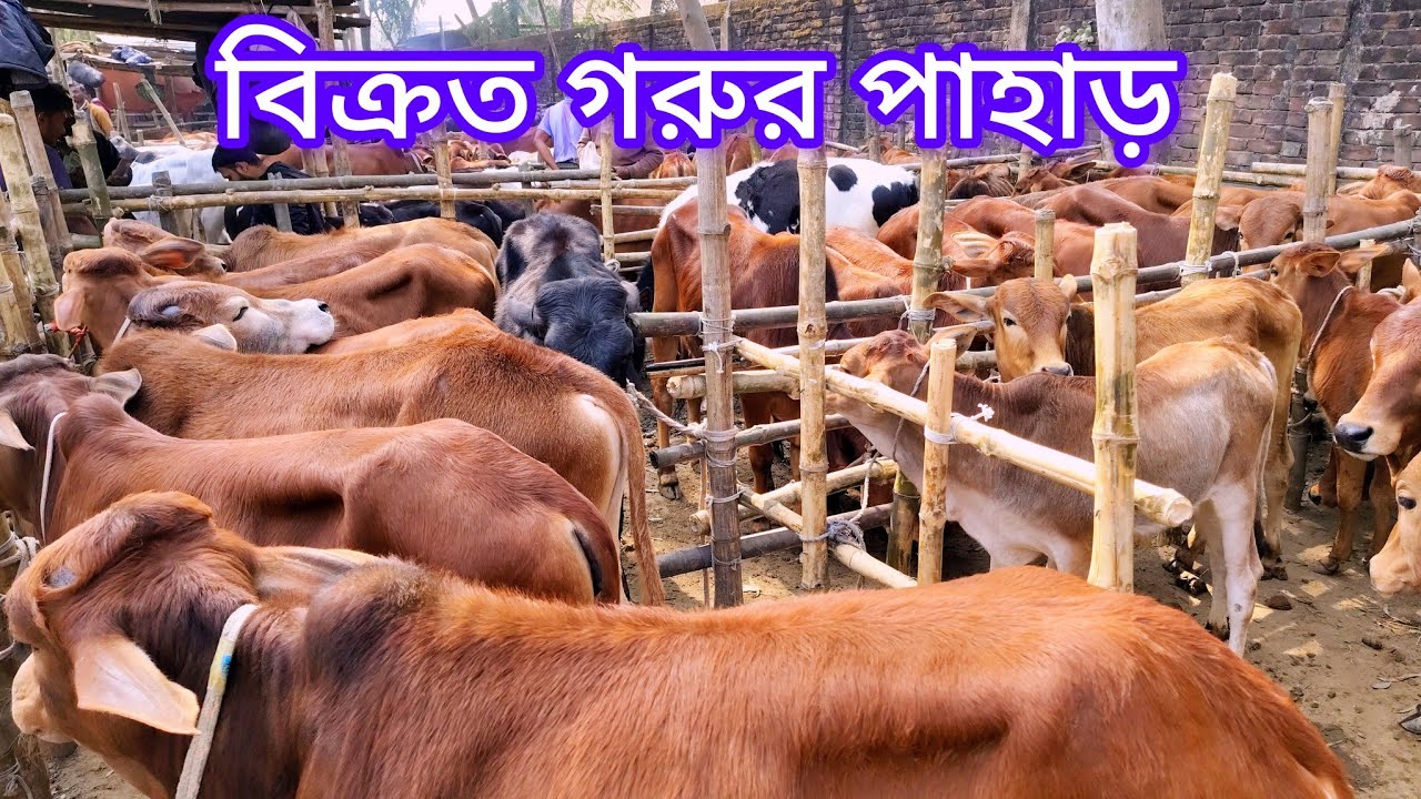 ১২ টা বাজতেই হাট শেষ! দেখুন আমবাড়ি হাটে কি পরিমাণ গরু বিক্রি হলো 