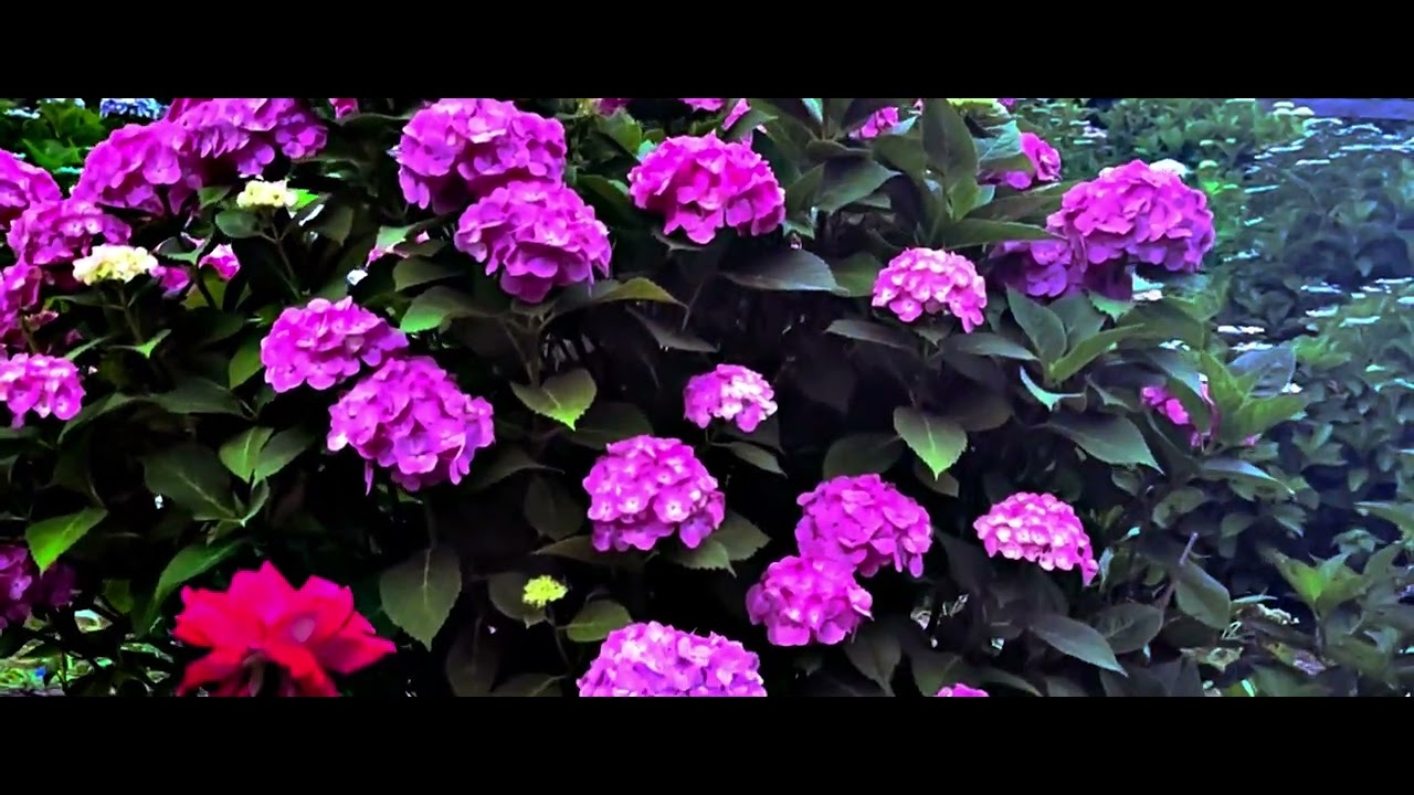 At Kamigo Hydrangea Hill.