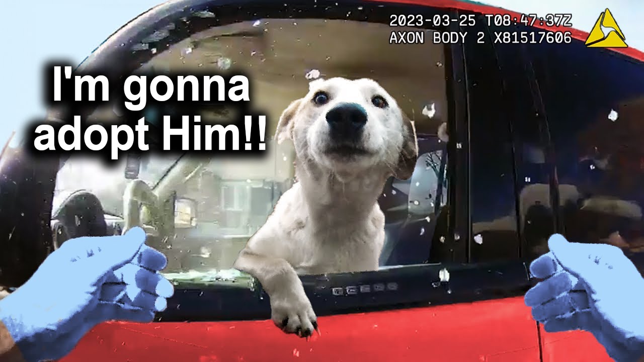 When GOOD Cops Are SO COOL! (Very Heart Melting Encounters)