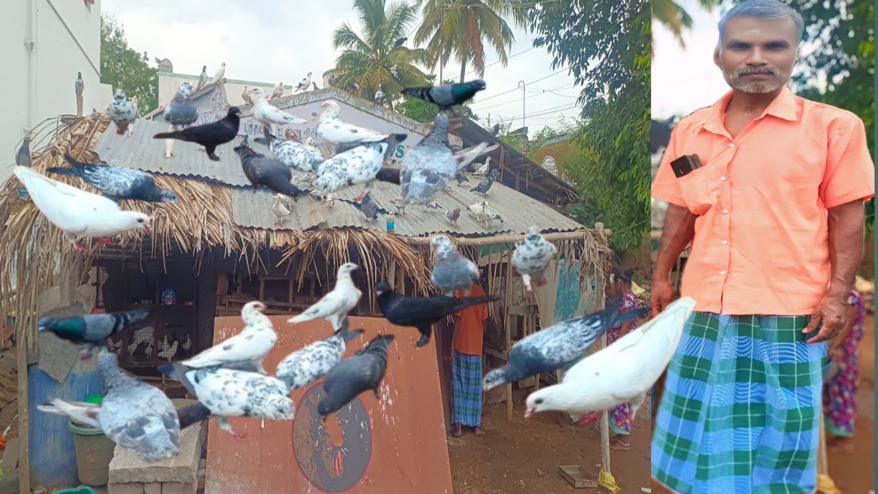 புறா வளர்த்து மாதம் 50000 வரை வருமானம் | Pigeon Farms Business ideas in Tamil | Siva Arun Tv