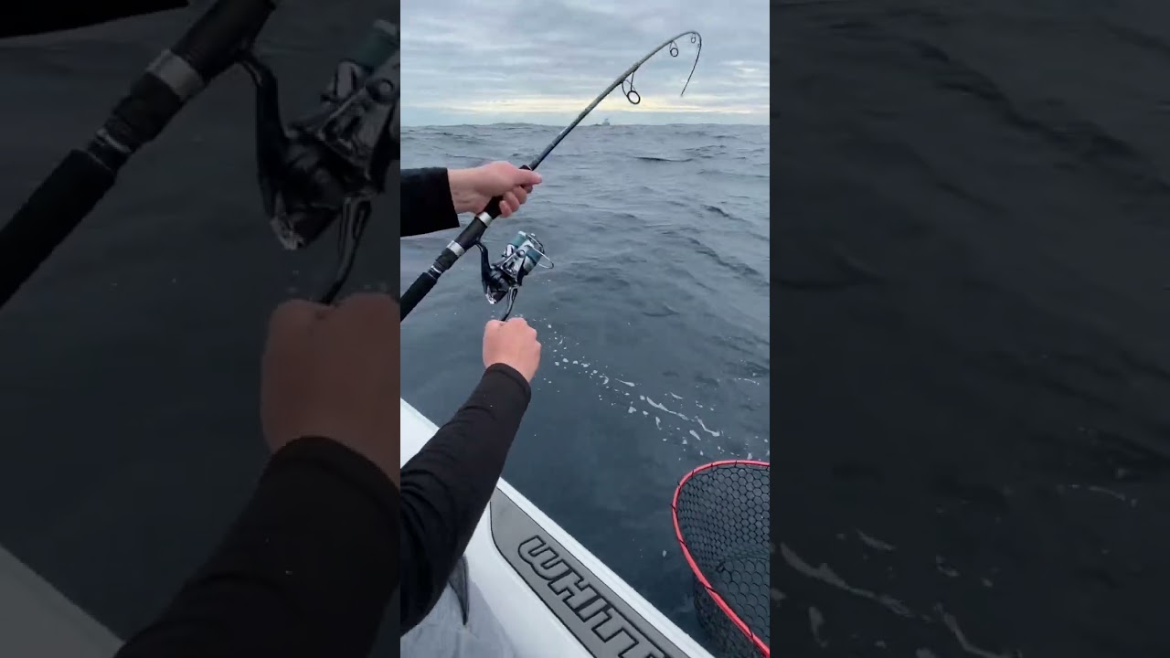 Footage of Tom&rsquo;s 71cm King! #kingfish #fishing #fishingnsw #fishingsydney #shimano #shimanofishing