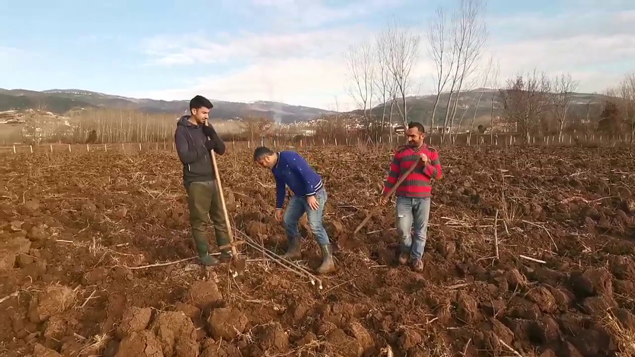 Kavak Ağaci nasıl dikilir Nelere dikkat edilir..