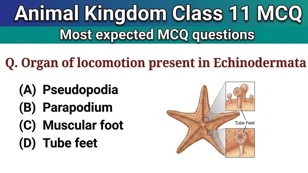 Animal Kingdom Class 11 Biology MCQ | Biology MCQ 2025 | NEET MCQ