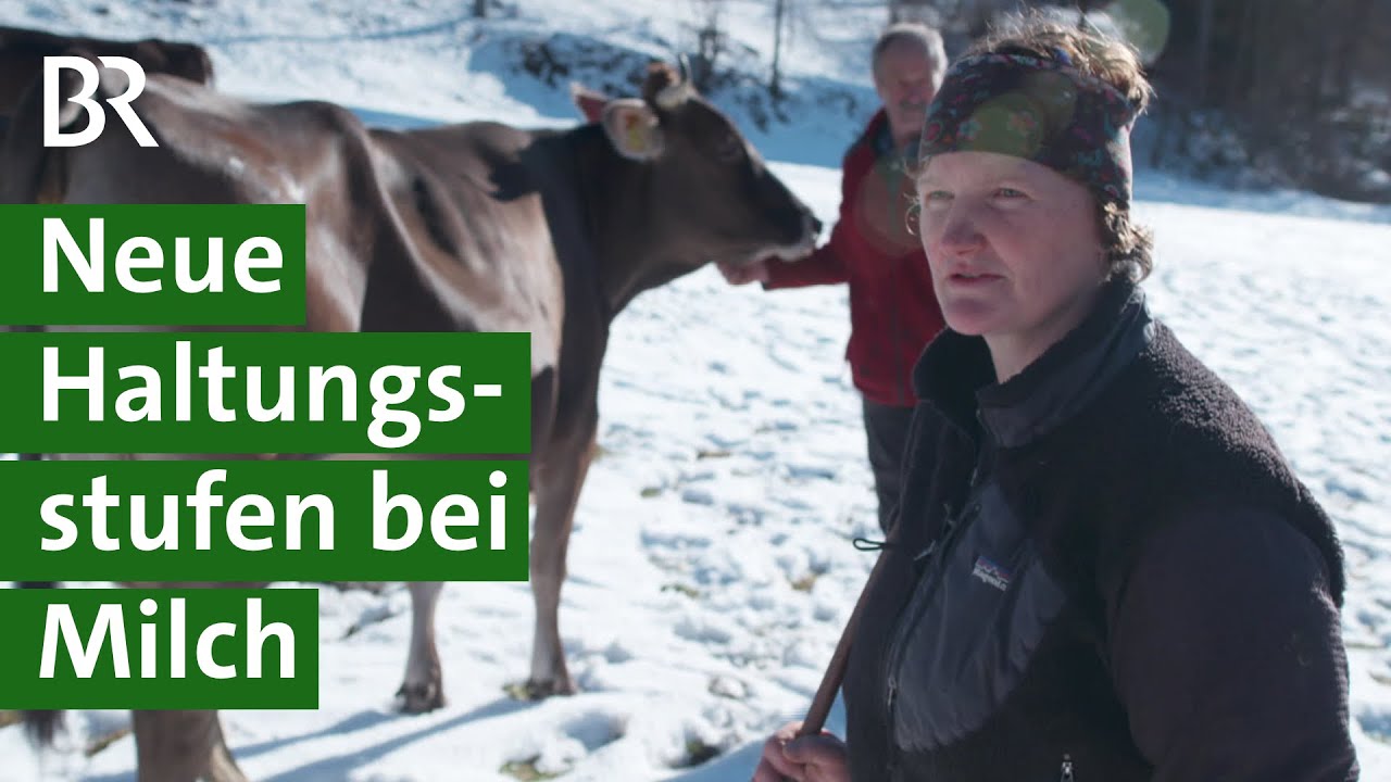 Neue Haltungskennzeichnung bei Milch: Mehr Tierwohl, schwierig für Landwirte? | Unser Land  | BR
