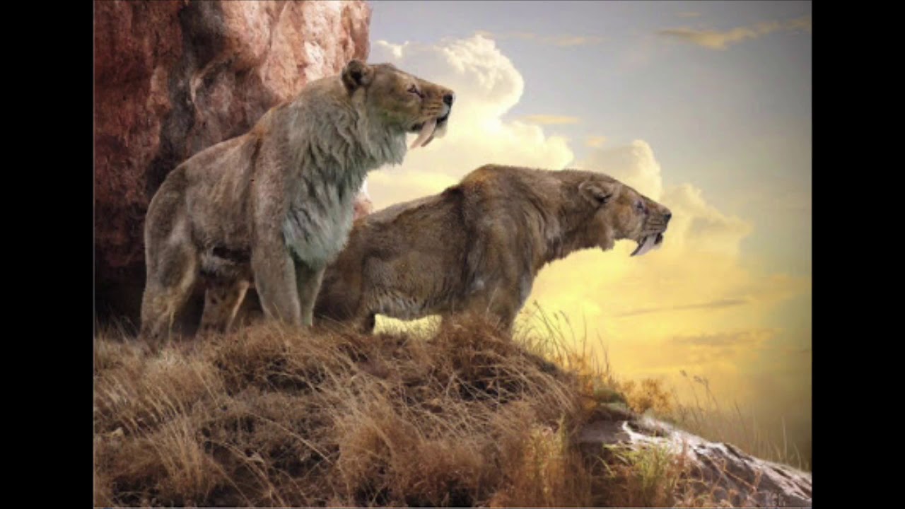 Sound Effects - Smilodon