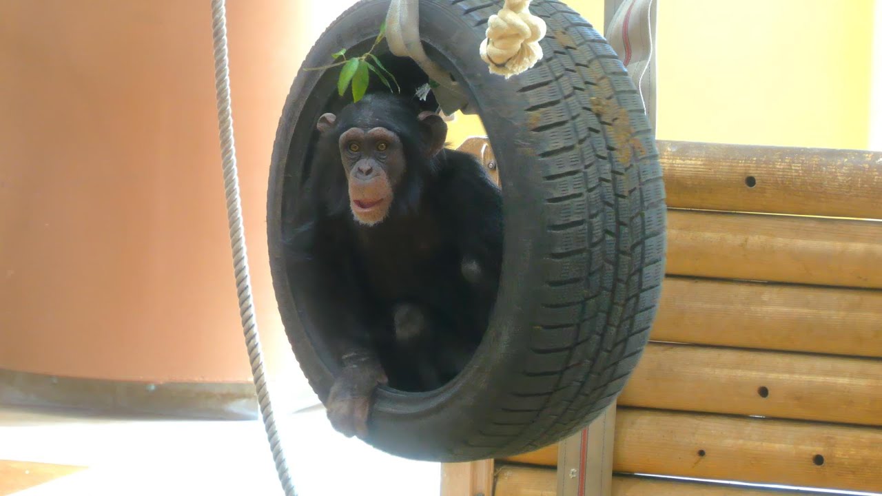 ボノボチックな よつばの暮らしは、マリモのおかげかな😁　東山動植物園　チンパンジー　202403