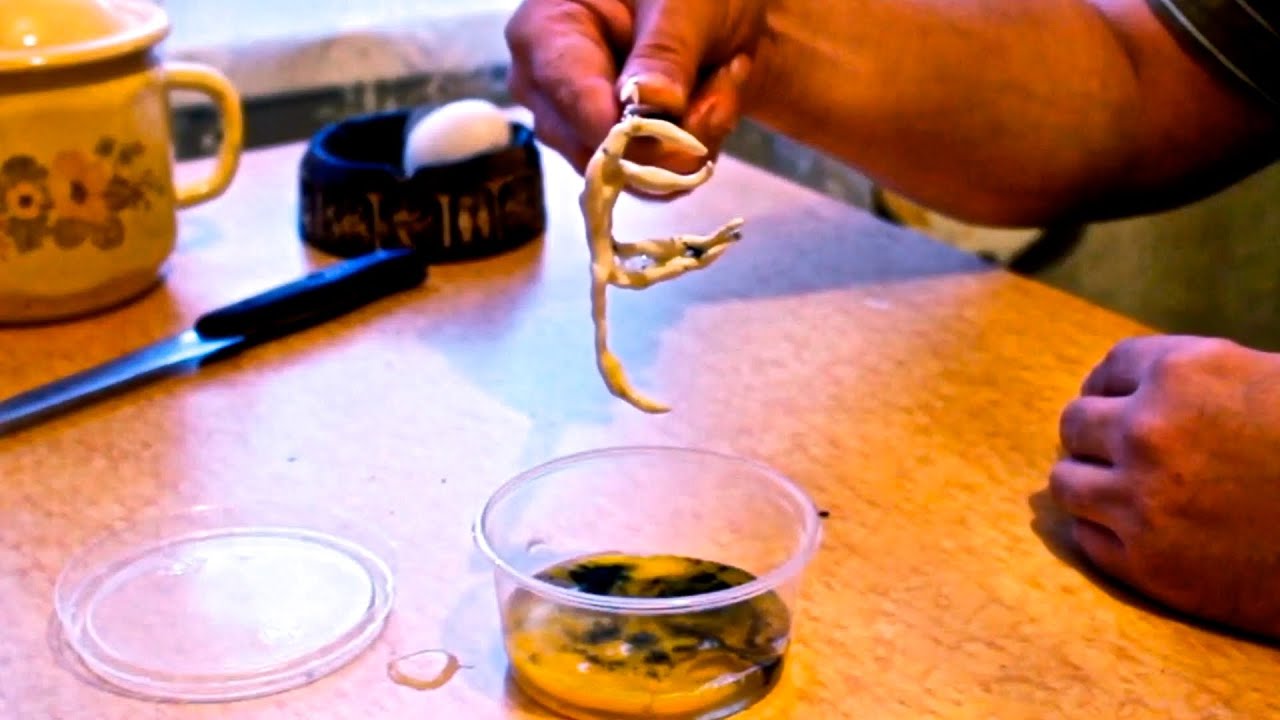 ЧТО ТАКОЕ ГОМУНКУЛ? | Анализ видеозаписи яйца русского гомункула