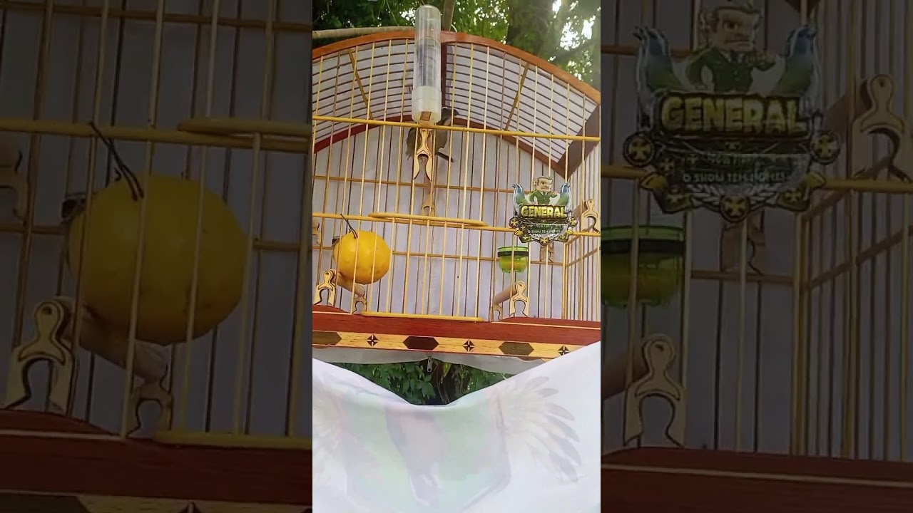 Como passar a muda de pena do trinca ferro mais rápido e suavemente