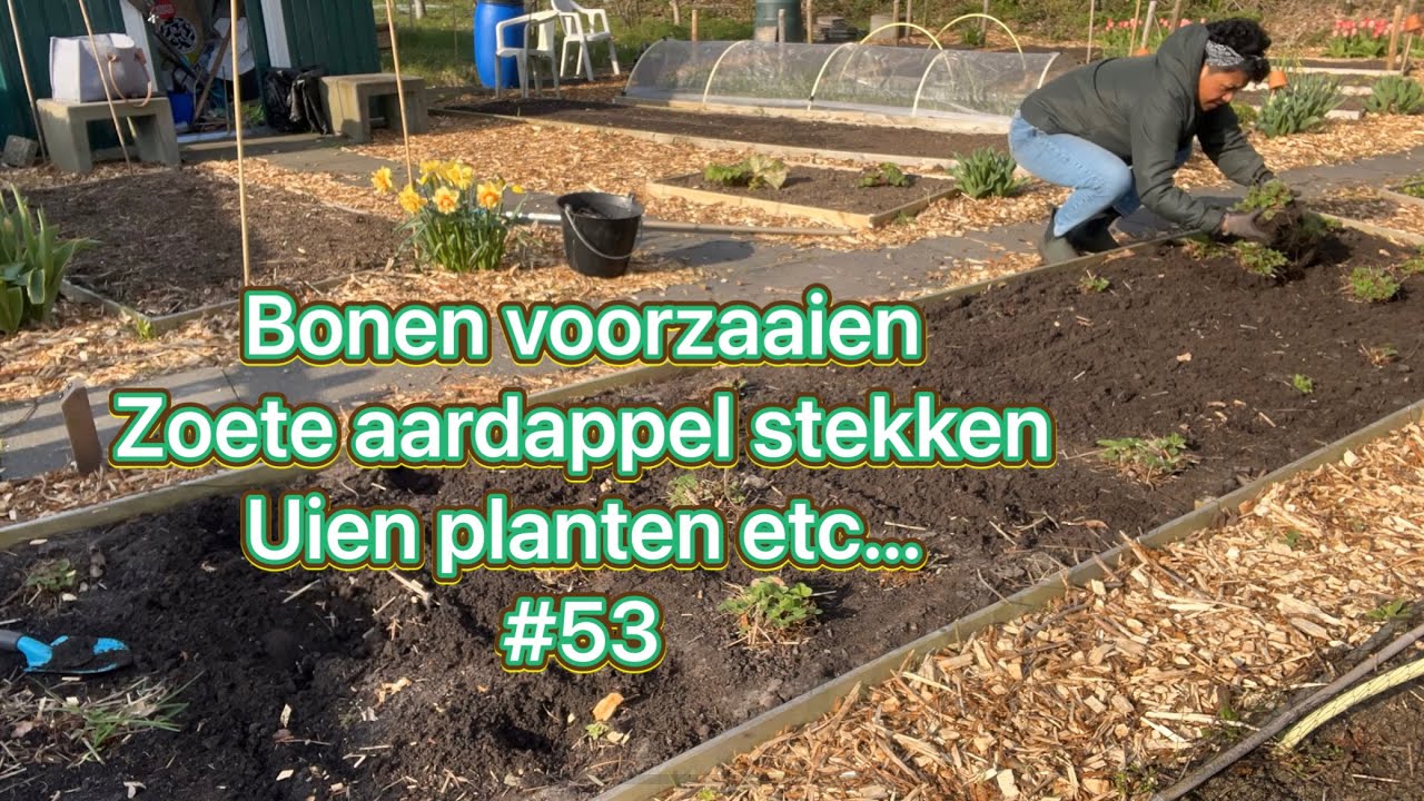 Mijn moestuin avontuur #53 Bonen voorzaaien, zoete aardappels stekken, uien planten en meer 23-04-23