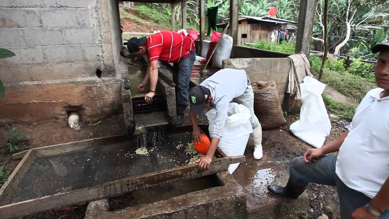 Il caffè coltivato all'ombra - viaggio in Nicaragua