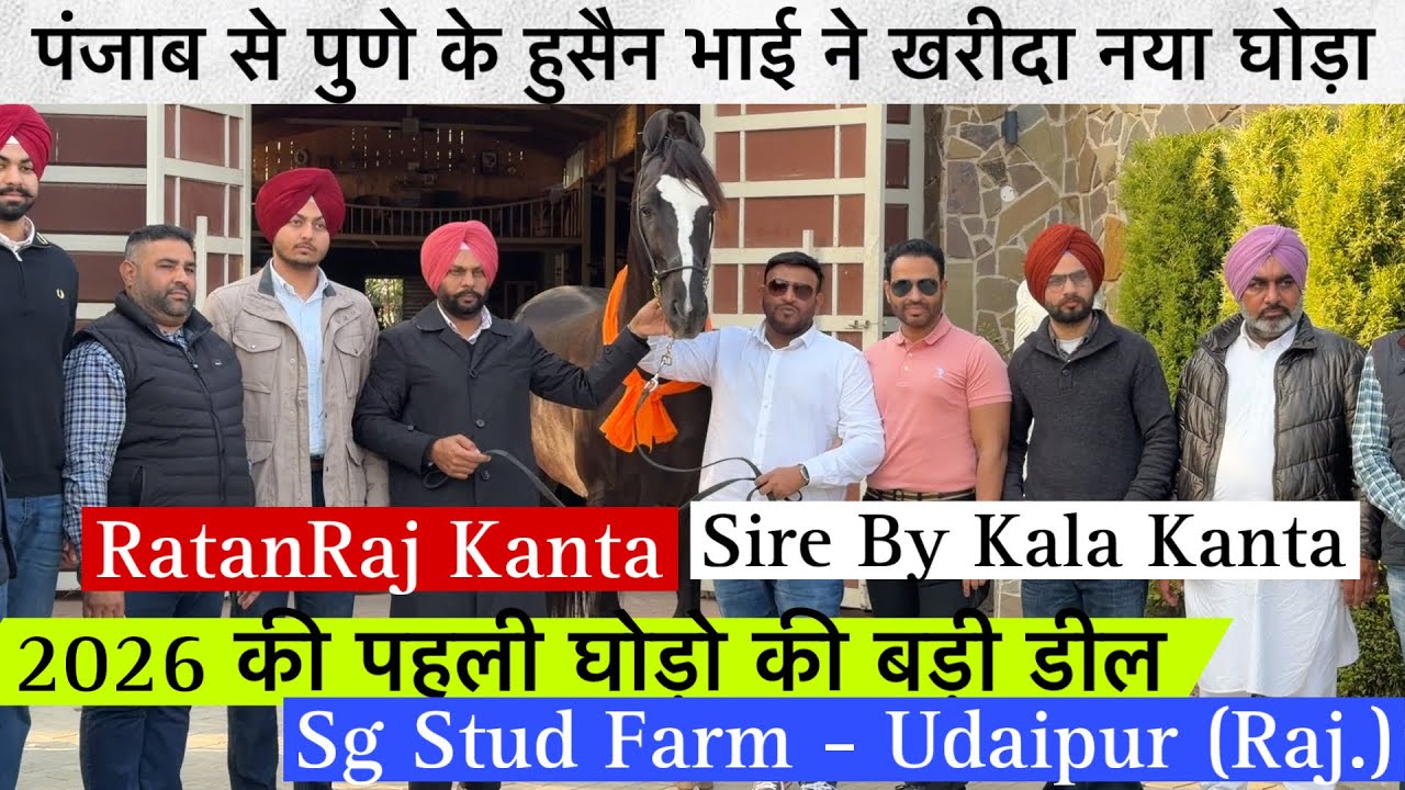 2026 की पहली सबसे बड़ी डील पंजाब से पुणे के हुसैन भाई ने खरीदा नया घोड़ा राज रतन कांटा!