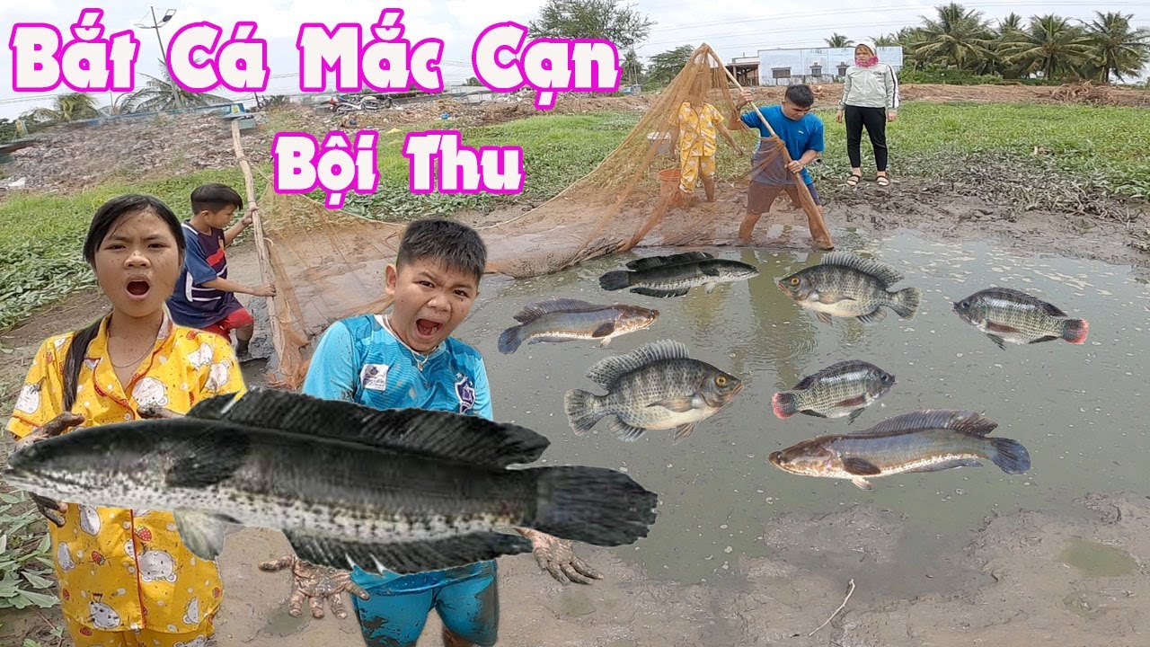 Giải Cứu Đàn Cá Mắc Cạn Mùa Khô [ Trang And Vinh ]