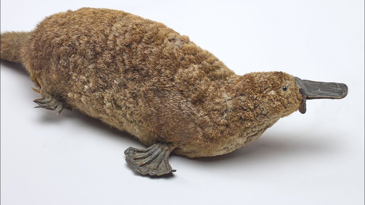 Did Adam Really Name All The Animals? The Platypus Paradox.