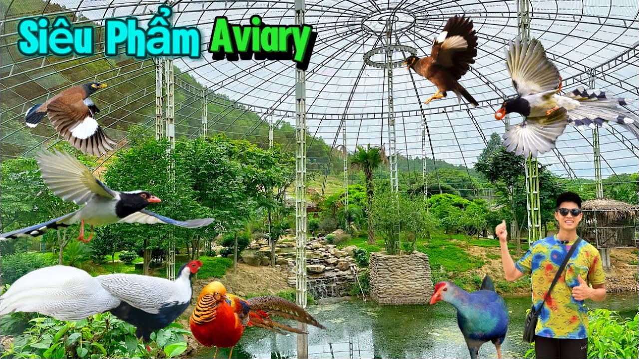 Đẳng cấp Aviary SIÊU TO KHỔNG LỒ rộng 1500m2 bố trí tuyệt đẹp và nhiều loài động vật || Đạt Bird TV