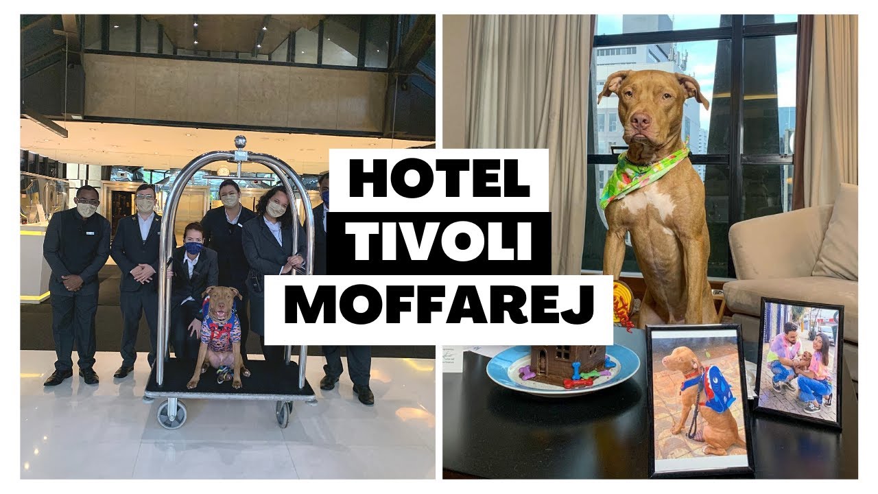 VLOG PET FRIENDLY #4 | Hotel Pet Friendly | Pitbulls são bem vindos? | Tivoli Mofarrej
